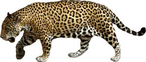 Jaguar PNG-20753